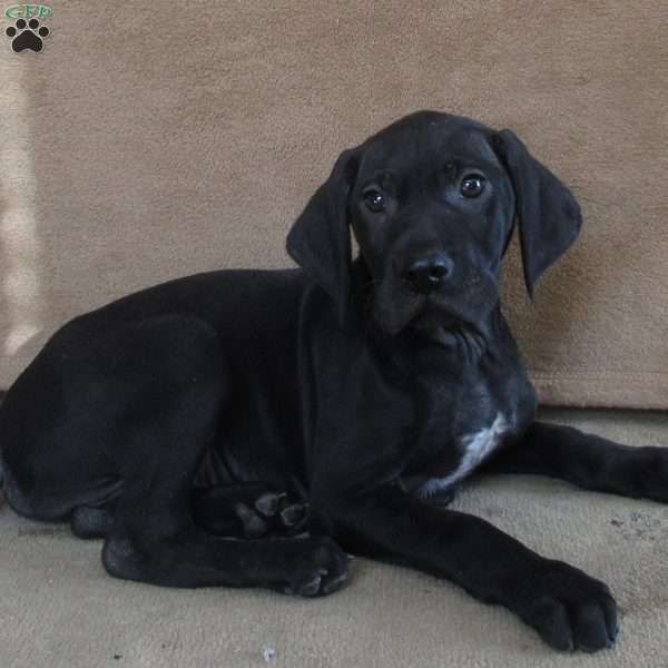 Garret, German Shorthaired Pointer Puppy